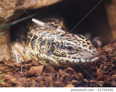 A large lizard entering the shelter, Golden Tegu 61708466