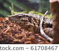 Large lizard entering the shelter, Golden Tegu (profile, flooring) 61708467