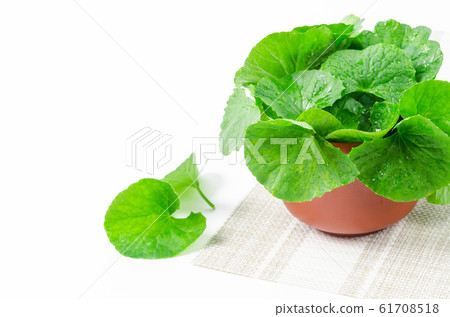 Fresh centella, Green plant. Fresh centella, Green plant. 61708518