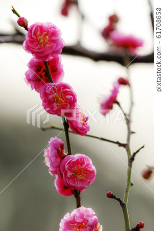 Maizuru Park的梅花 Maizuru Park的梅花 61708658