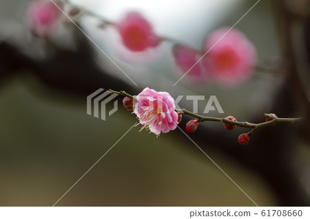 Maizuru Park的梅花 Maizuru Park的梅花 61708660