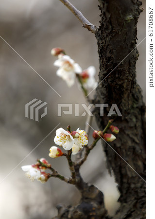 Maizuru Park的梅花 61708667