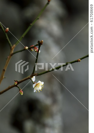 Maizuru Park的梅花 Maizuru Park的梅花 61708669