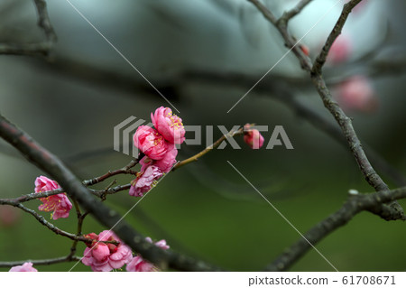 Maizuru Park的梅花 Maizuru Park的梅花 61708671