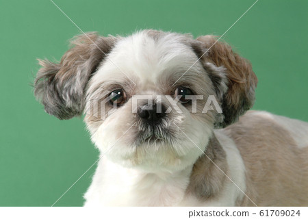 可愛的西施犬 61709024