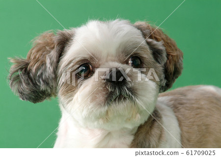 Shih Tzu Up 61709025