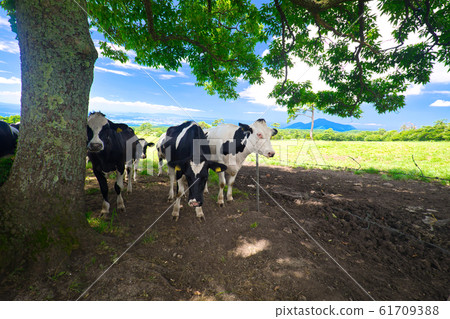 Holstein August of the Daisen range 61709388