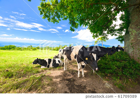 大森範圍的霍爾斯坦八月 61709389