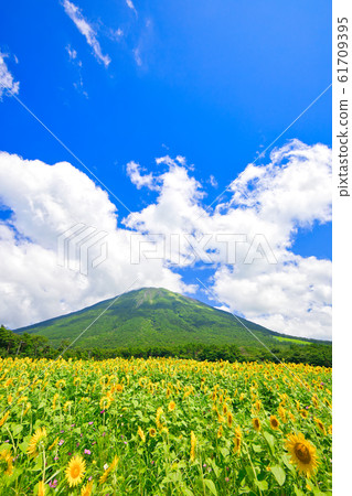 Hoki Oyama-Summer-Sunflower and Cosmos flowers Hoki Oyama-Summer-Sunflower and Cosmos flowers 61709395