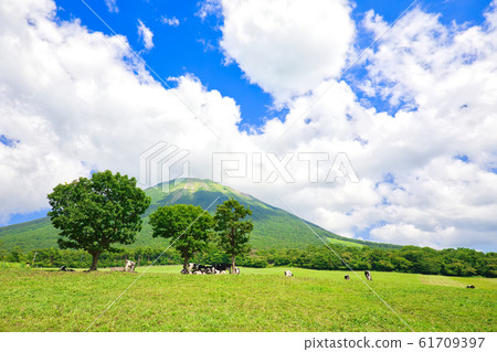 Oyama and cow Oyama and cow 61709397