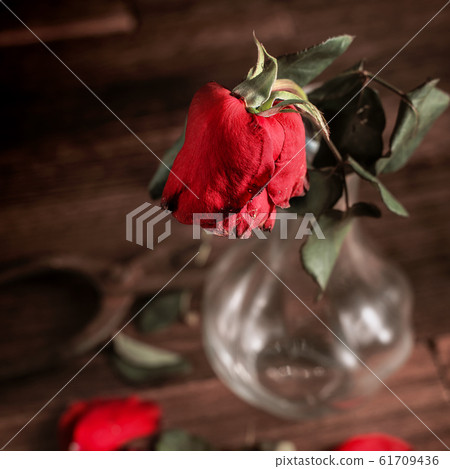 Withered rose Valentine withered rose Rose Rose Withered rose Valentine withered rose Rose Rose 61709436