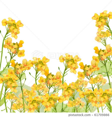 Rape blossoms watercolor painting 61709866