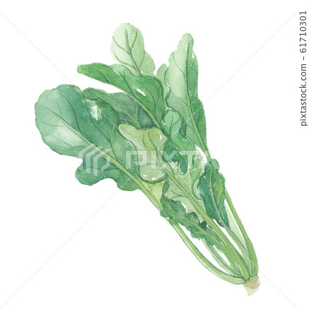 arugula  61710301