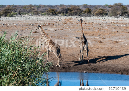 Giraffes in Etosha National Park 61710489