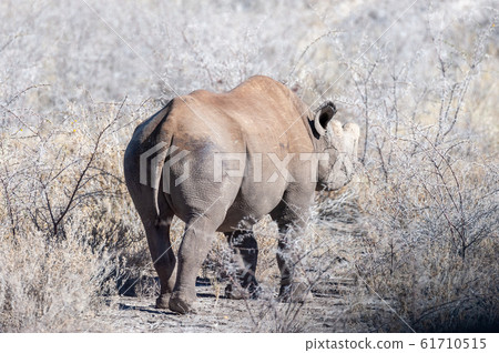 Black Rhinoceros Browsing under a tree. Black Rhinoceros Browsing under a tree. 61710515