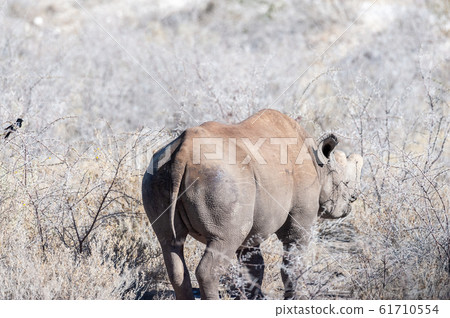 Black Rhinoceros Browsing under a tree. Black Rhinoceros Browsing under a tree. 61710554