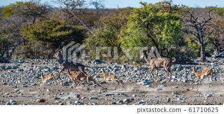 Kudus and Impalas running around a waterhole 61710625