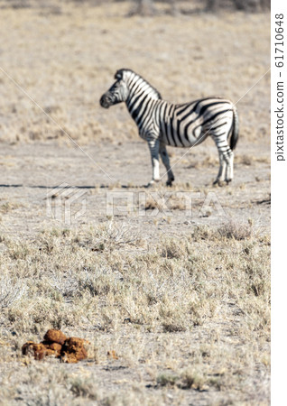 Zebras in Etosha National Park. 61710648