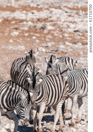 Zebras in Etosha National Park. Zebras in Etosha National Park. 61710700