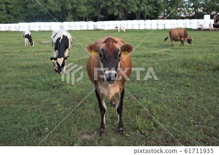 Ranch scenery / Jersey cow 61711935