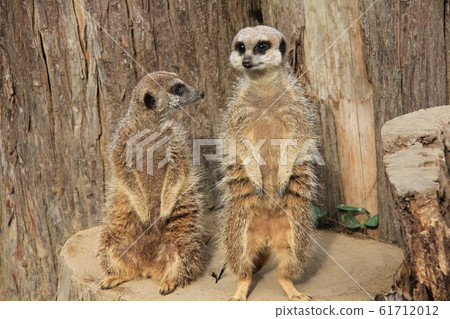 動物 動物 61712012