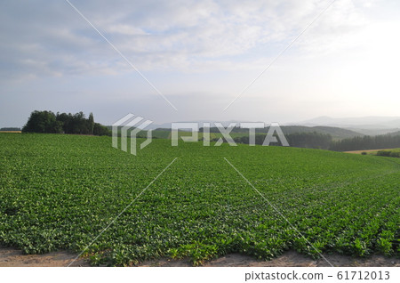 Potato field and sky Potato field and sky 61712013