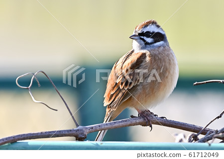 白魚 白魚 61712049