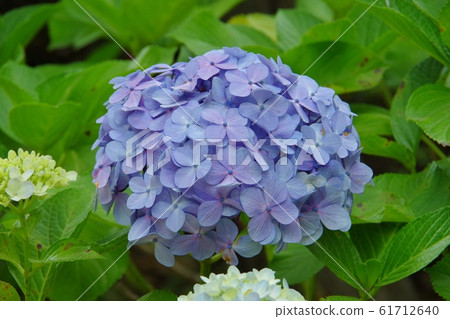 繡球花繡球花繡球花 繡球花繡球花繡球花 61712640