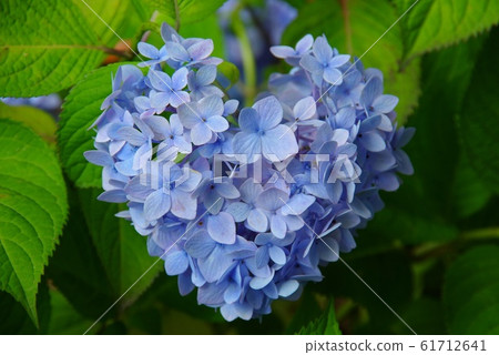 心形繡球花 心形繡球花 61712641