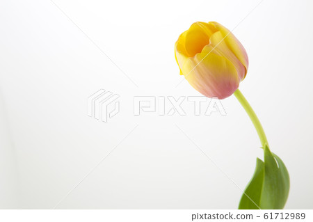 Tulip Tulip 61712989