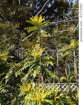 十大功勞的黃色花,也被稱為薄葉冬青南天 十大功勞的黃色花,也被稱為薄葉冬青南天 61713003