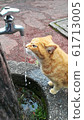 Cat drinking water 61713005