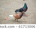 Two pigeons 61713006