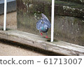A dove to landing 61713007