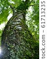 Dark green tree 61713235