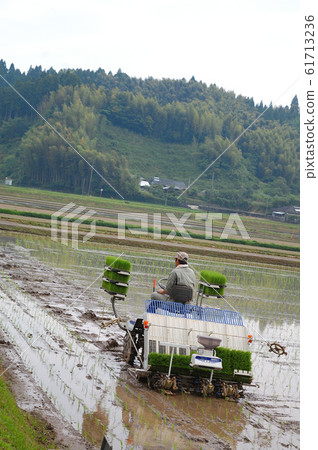 Rice planting Rice planting 61713236