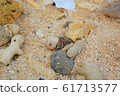 Hermit crab 61713577