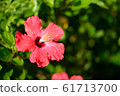 Hibiscus 61713700