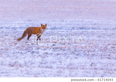 The red fox in the snowy field 61714043