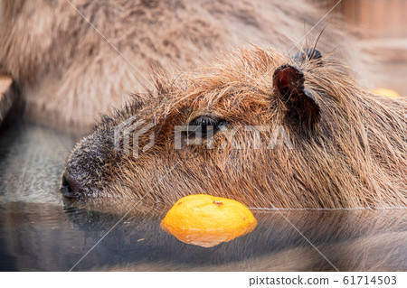 水豚浸沒在長野縣須坂市的水豚溫泉須坂動物園的冬至柚子湯中 照片素材 圖片 圖庫