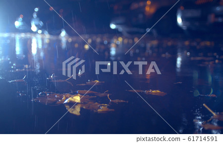 Close up yellow maple leaves lie in a puddle 61714591