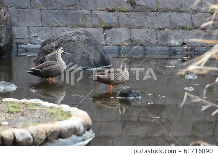 Duck / Oyokogawa Water Park 61716090