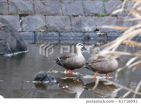 Duck / Oyokogawa Water Park 61716091