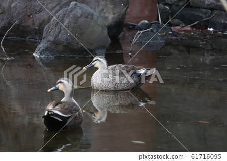 Duck / Oyokogawa Water Park Duck / Oyokogawa Water Park 61716095