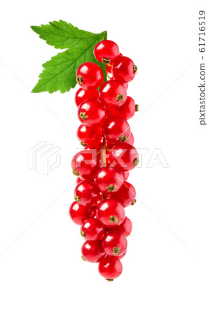 Currant red on white 61716519