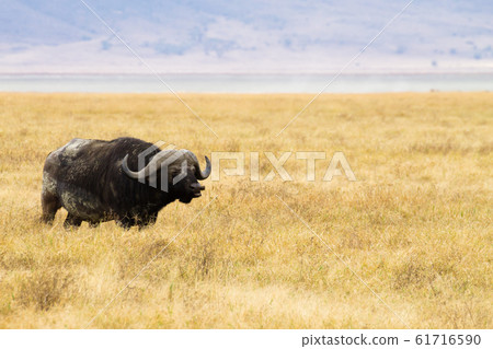 African buffalo close up. Ngorongoro Conservation African buffalo close up. Ngorongoro Conservation 61716590