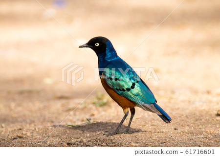 Superb starling birds. Serengeti National Park, 61716601