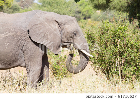 Elephant close up, Tarangire National Park, 61716627