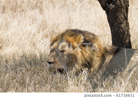 Lion at Serengeti National Park, Tanzania, Africa Lion at Serengeti National Park, Tanzania, Africa 61716631