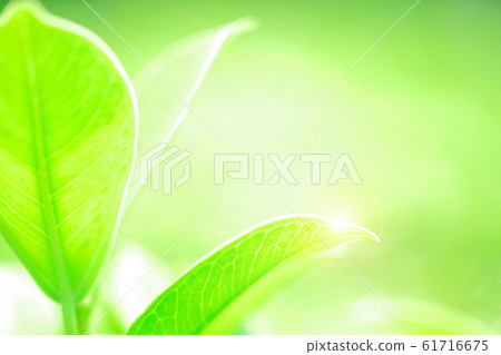 Fresh green leaf on green nature blurred background 61716675